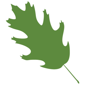 Stylized oak leaf icon from the Anna Maria of Aurora logo, symbolizing strength, growth, and enduring care.